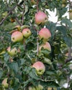Tree with many apples on it Royalty Free Stock Photo