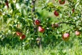 Tree with many apples on it Royalty Free Stock Photo