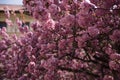 tree with many beautiful pink flowers Royalty Free Stock Photo