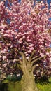 Tree with many big blossoms. Spring time