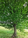 A tree with many branches Royalty Free Stock Photo