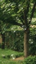 A tree with many bubbles hanging from its branches. Generative AI Royalty Free Stock Photo