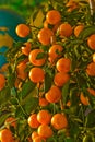 A tree with many oranges Royalty Free Stock Photo