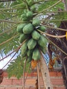 Tree with many papayas, bottom-up view. Royalty Free Stock Photo