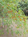 Pitanga (Eugenia uniflora) fruit tree .