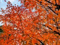A tree with many red autumn leaves on black branches against cloudy sky Royalty Free Stock Photo