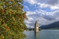A tree with many red berries near the famous bell tower of old Curon, submerged in Lake Resia, South Tyrol, Italy