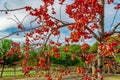 Tree with many red fruits. Focus