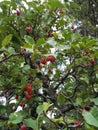 Tree with many red fruits forest