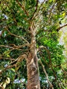 a tree with many shady branches filled with dense green leaves