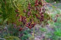 A tree with many small berries on it