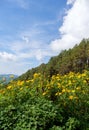 Tree marigold Mexican sunflower field on the top of the mountain Royalty Free Stock Photo