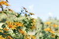 Tree marigold, Mexican tournesol, Mexican sunflower, Japanese su Royalty Free Stock Photo