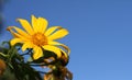 The Tree marigold, Mexican tournesol, Mexican sunflower, Japanese su Royalty Free Stock Photo