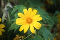 The Tree marigold, Mexican tournesol, Mexican sunflower, Japanese su Royalty Free Stock Photo