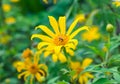 Tree marigold, Mexican tournesol, Mexican sunflower, Japanese sunflower, Nitobe chrysanthemum, yellow leaf shape radial blossom Royalty Free Stock Photo