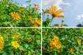 Tree marigold,Mexican tournesol, Mexican sunflower, Japanese sun Royalty Free Stock Photo