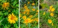 Tree marigold,Mexican tournesol, Mexican sunflower, Japanese sun Royalty Free Stock Photo