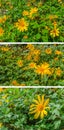 Tree marigold,Mexican tournesol, Mexican sunflower, Japanese sun Royalty Free Stock Photo