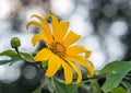 Tree marigold, Mexican tournesol, Mexican sunflower, Japanese sunflower Royalty Free Stock Photo