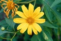 Tree marigold, Mexican tournesol, Mexican sunflower, Japanese sunflower, Nitobe chrysanthemum Royalty Free Stock Photo