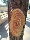 Tree mark