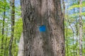 Tree marked with blue paint in the woods Royalty Free Stock Photo