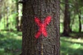 Tree marked for felling cutdown Royalty Free Stock Photo