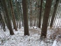 Tree marked for mining