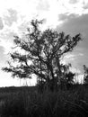 Tree in the marsh black and white