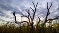 Tree in the Marsh