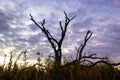 Tree in the Marsh Royalty Free Stock Photo