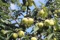 A tree with maturing fruits of a green apple. Vintage fruits rich in vitamins. Fruit trees for the garden. Agroindustrial business