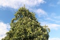 A tree with maturing fruits of a green apple. Vintage fruits rich in vitamins. Fruit trees for the garden. Agroindustrial business Royalty Free Stock Photo