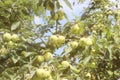 A tree with maturing fruits of a green apple. Vintage fruits rich in vitamins. Fruit trees for the garden. Agroindustrial business