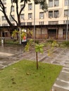 Tree in Maua square Rio de Janeiro Downtown Brazil Royalty Free Stock Photo