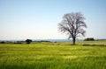Tree in a meadow Royalty Free Stock Photo