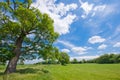 Tree, meadow and a blue sky Royalty Free Stock Photo