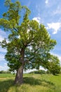 Tree, meadow and a blue sky Royalty Free Stock Photo