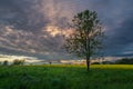 A tree in the meadow and the evening clouds after sunset Royalty Free Stock Photo