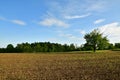 Tree on Meadow in Franken germany sunny day green Blue sky