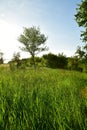 Tree on Meadow in Franken germany sunny day green Blue sky