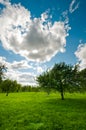 Tree on meadow landscape