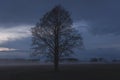 Tree on a meadow in Mazowsze region of Poland