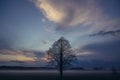 Tree on a meadow in Mazowsze region of Poland