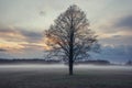 Tree on a meadow in Mazowsze region of Poland