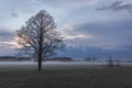 Tree on a meadow in Mazowsze region of Poland