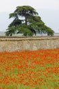 tree and meadow of red poppies, Rhone-Alpes, France Royalty Free Stock Photo