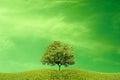 A tree on a meadow under an amazing green sky