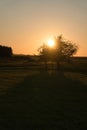 Tree on a meadow through which the setting sun shines thirstily Royalty Free Stock Photo